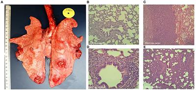 Animal-Based Factors Prior to Infection Predict Histological Disease Outcome in Porcine Reproductive and Respiratory Syndrome Virus- and Actinobacillus pleuropneumoniae-Infected Pigs